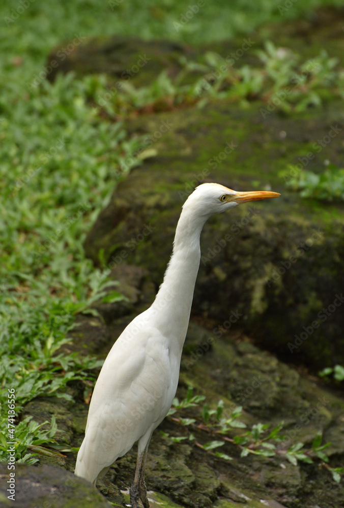 Ardea intermedia, The intermediate egret, median egret, smaller egret, or yellow billed egret is a medium sized heron. Ardea intermedia plumifera Gould, or plumed egret is from eastern Indonesia. Ardea intermedia, The intermediate egret, median egret, smaller egret, or yellow billed egret is a medium sized heron. Ardea intermedia plumifera Gould, or plumed egret is from eastern Indonesia.