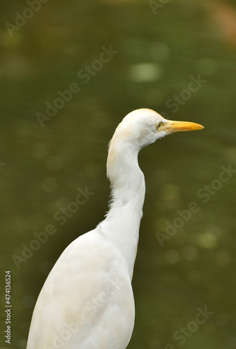 Ardea intermedia, The intermediate egret, median egret, smaller egret, or yellow billed egret is a medium sized heron. Ardea intermedia  plumifera Gould, or plumed egret is from eastern Indonesia.