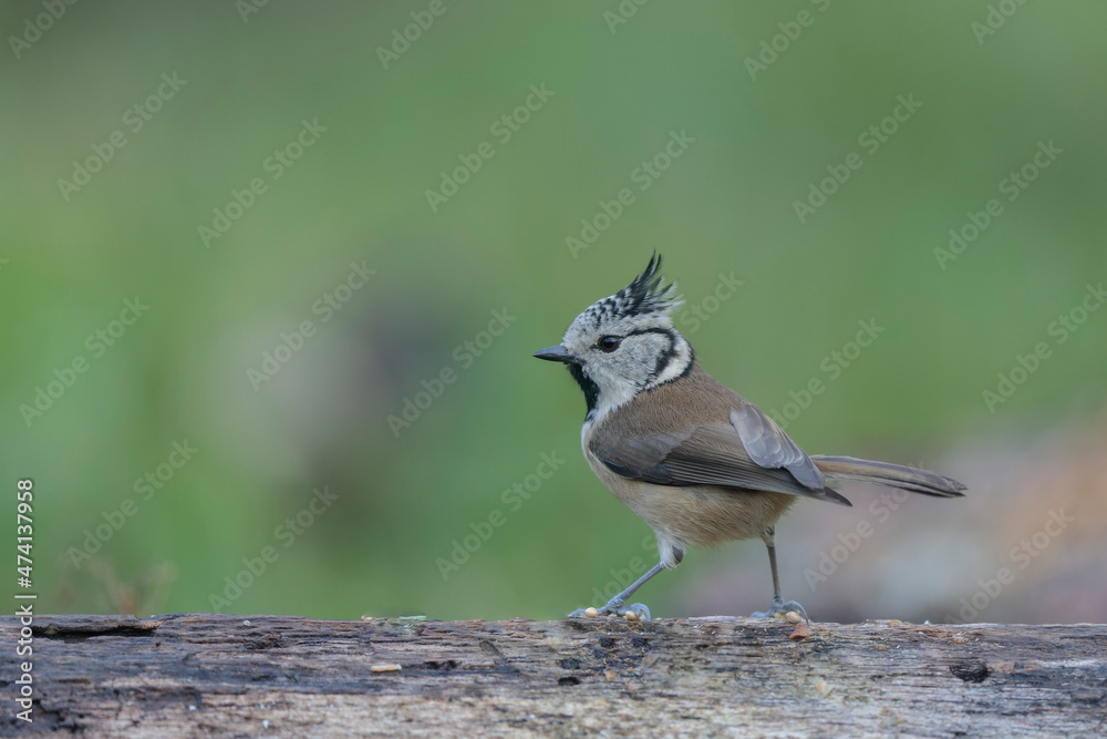 Obraz premium European crested tit Lophophanes cristatus in close view perched