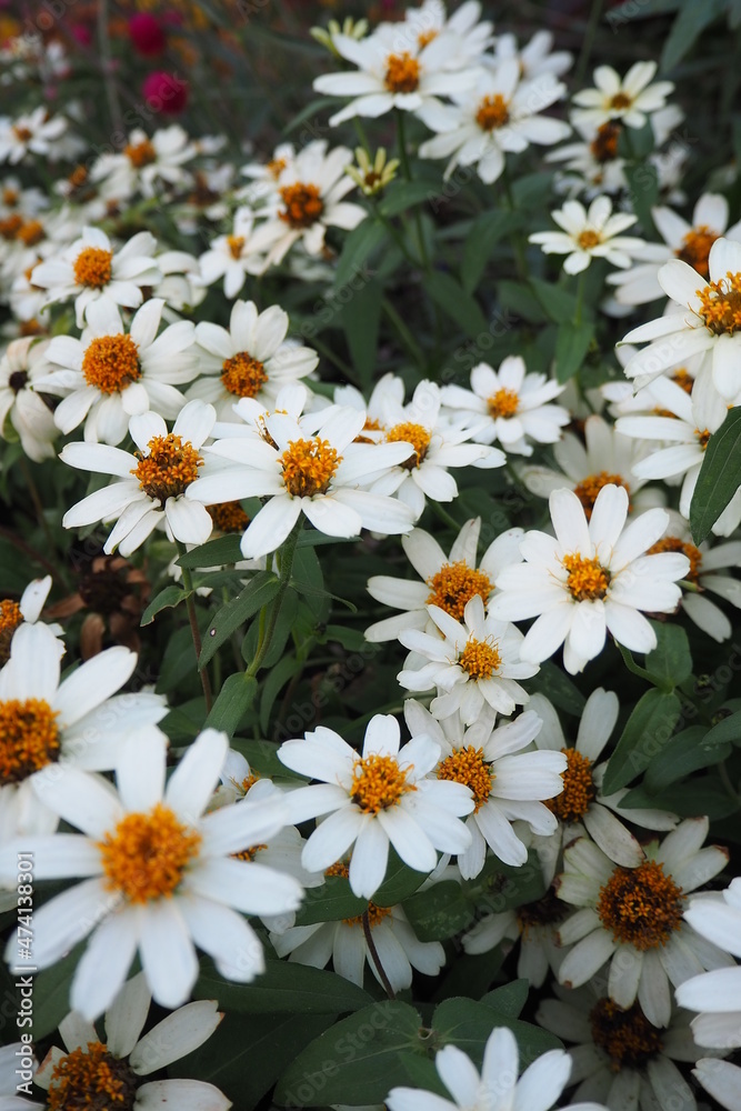 Obraz premium flowers in the garden