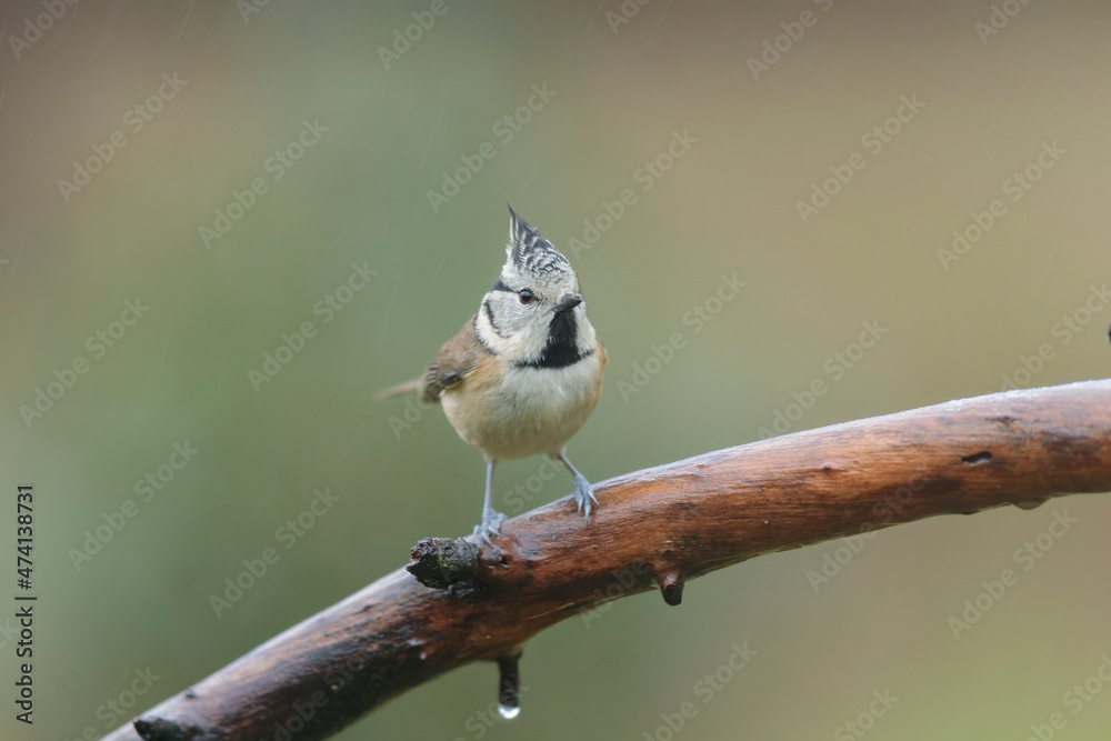 European crested tit Lophophanes cristatus in close view perched European crested tit Lophophanes cristatus in close view perched