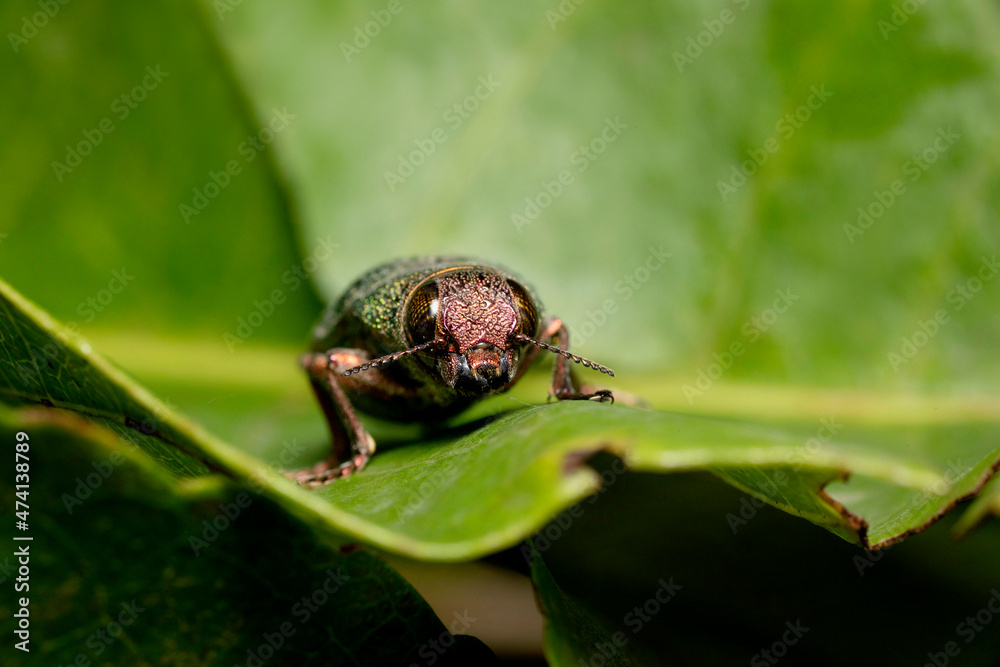 Green jewel beetle face portrait closeup, Chrysochroa kaupii, Buprestidae, Pune Maharashtra, India Green jewel beetle face portrait closeup, Chrysochroa kaupii, Buprestidae, Pune Maharashtra, India