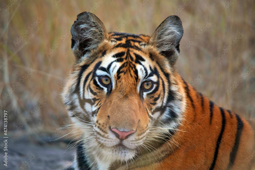 Obraz premium Royal Bengal Tiger face closeup shot, Panthera tigris, Panna Tiger Reserve, Madhya Pradesh, India