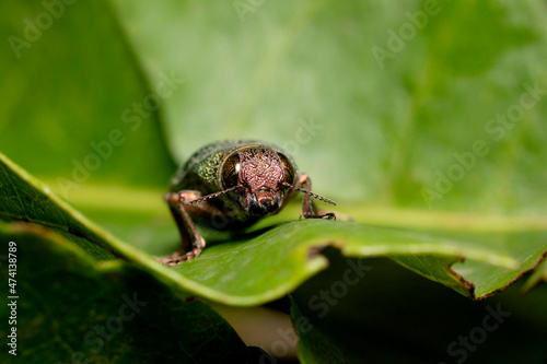 Green jewel beetle face portrait closeup, Chrysochroa kaupii, Buprestidae, Pune Maharashtra, India