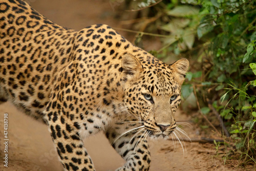 Indian Leopard closeup shot, Panthera pardus fusca, Jhalana, Rajasthan, India © RealityImages