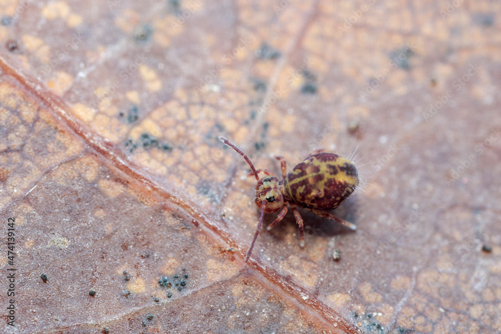 Globular springtail Dicyrtomina ornata or fusca in very close view Globular springtail Dicyrtomina ornata or fusca in very close view