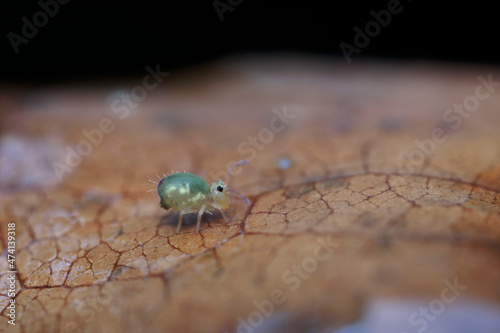 Globular springtail Dicyrtomina ornata or fusca in very close view photo