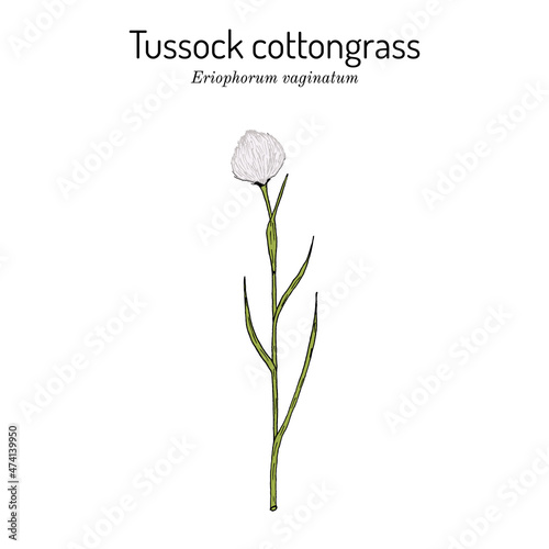 Tussock cottongrass Eriophorum vaginatum , medicinal plant