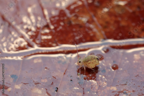 Globular springtail Dicyrtomina ornata or fusca in very close view photo