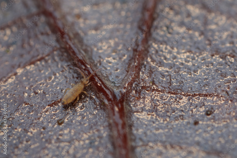 Globular springtail Dicyrtomina ornata or fusca in very close view