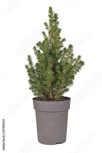 Small 'Picea Glauca' spruce tree in pot on white background