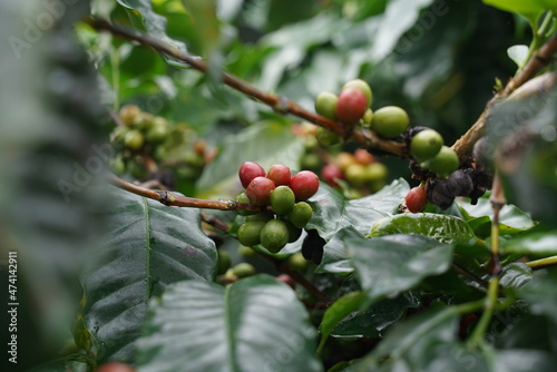 Blooming coffee on a branch. Raw coffee beans on the coffee tree