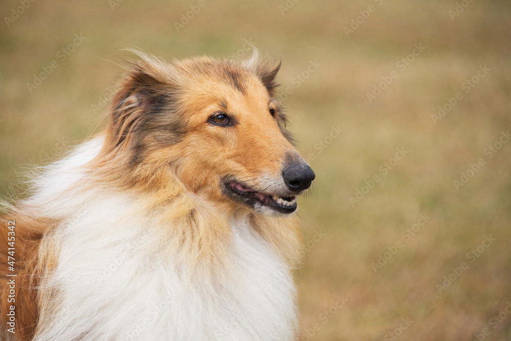 Ritratto di cane da pastore scozzese