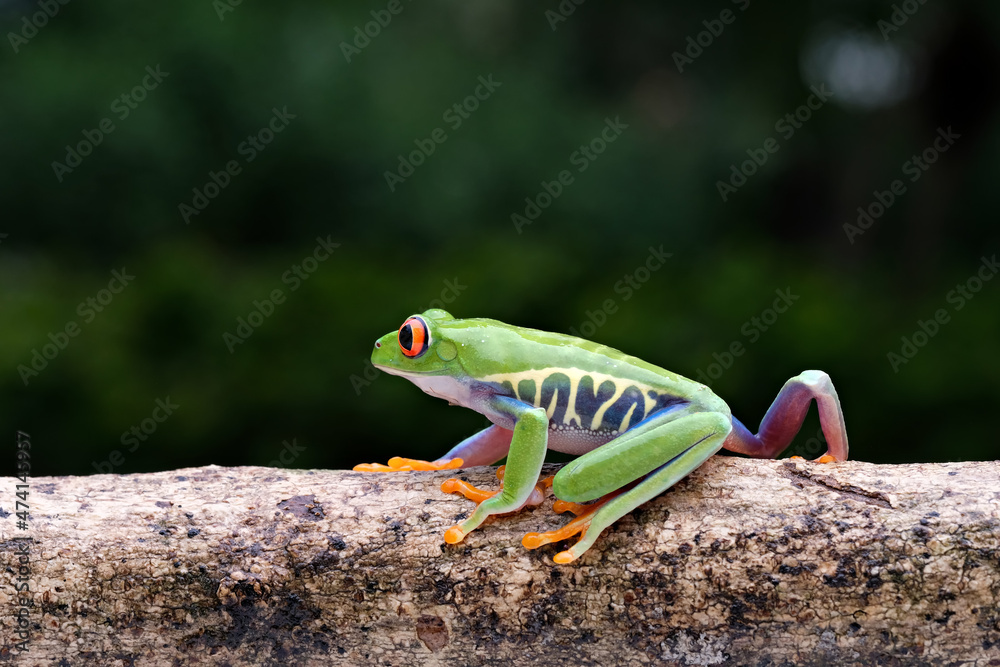 Naklejka premium red eyed tree frog