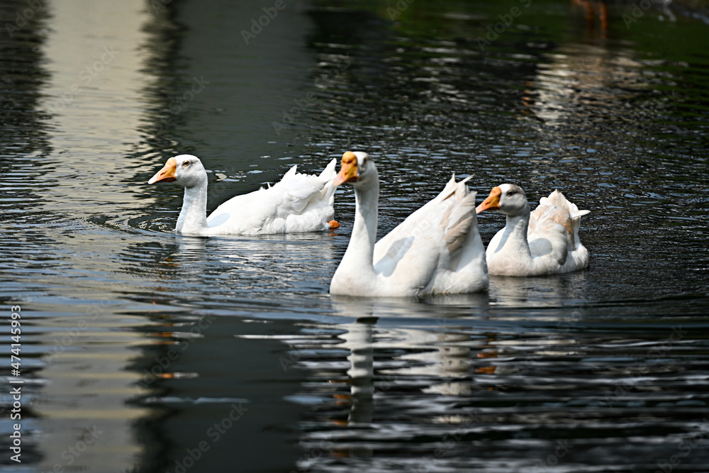 Obraz premium swans on the lake