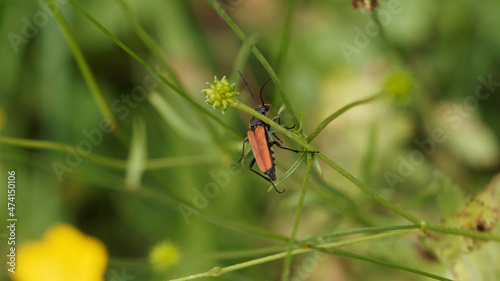 (Pseudovadonia livida) Lepture havanne. Petit coléoptère longicorne au corps noir, élytres brun-roux © Marc