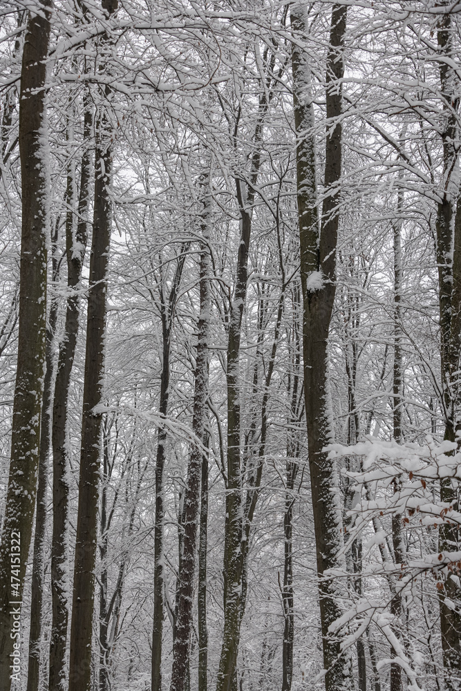 Winter in Vienna Wood - Fresh fallen snow in Forest - Winter Wonderland Winter in Vienna Wood - Fresh fallen snow in Forest - Winter Wonderland