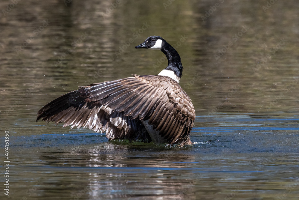 The Canada Goose, Branta canadensis at a Lake near Munich in Germany