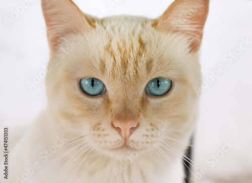 white ginger cat with blue eyes looks at viewer. beautiful white blue eyed cat