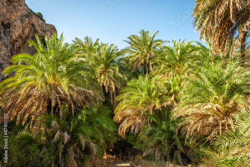 Thickets of palm trees on the beach of Preveli  Crete  Greece