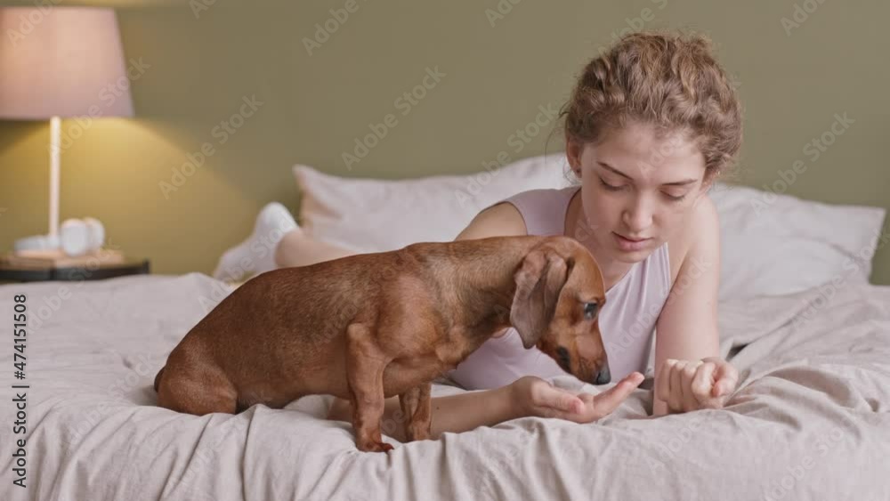 Medium close up with slowmo of young beautiful woman feeding cute playful dachshund dog while lying together on soft bed at cozy home Medium close up with slowmo of young beautiful woman feeding cute playful dachshund dog while lying together on soft bed at cozy home