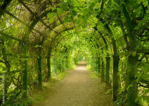 Green tunnel in fresh spring foliage. Way path to nature landscape. Natural background from beautiful park garden