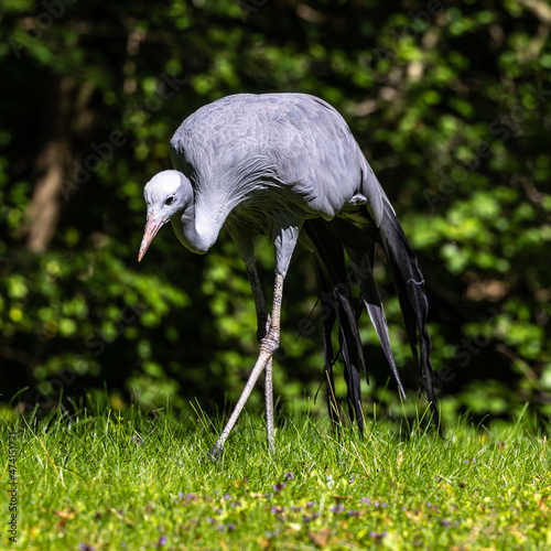 The Blue Crane, Grus paradisea, is an endangered bird photo