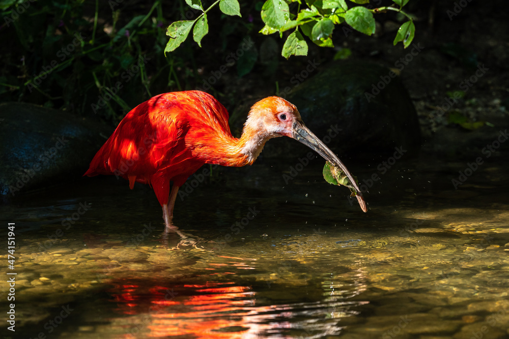 Naklejka premium Scarlet ibis, Eudocimus ruber. Wildlife animal in the zoo