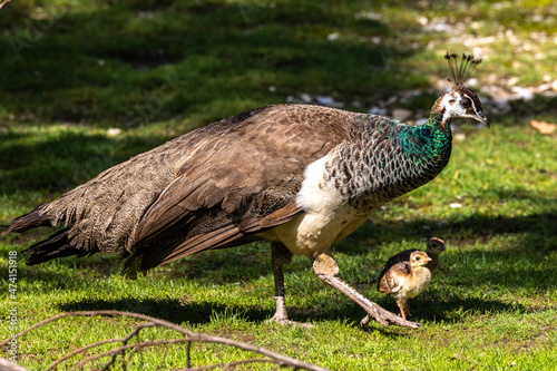 The Indian peafowl mom with little babies. Blue peafowl, Pavo cristatus is a large and brightly coloured bird photo