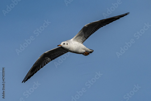 The European Herring Gull  Larus argentatus is a large gull