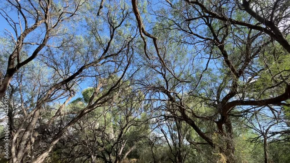 Arivaca Cienega Nature Preserve with old trees, tilt down Arivaca Cienega Nature Preserve with old trees, tilt down
