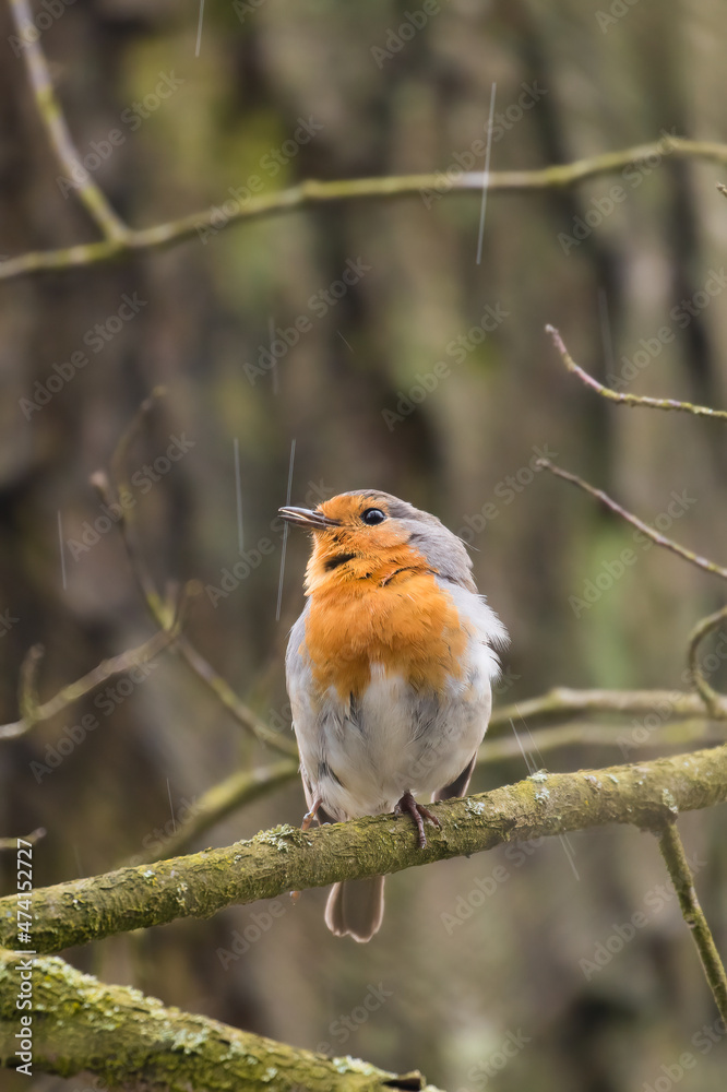 The European robin (Erithacus rubecula) sits on a branch in the rain, chest orange, falling drops form white lines