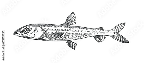 Vector graphics, drawings by hand. Argentina fish.