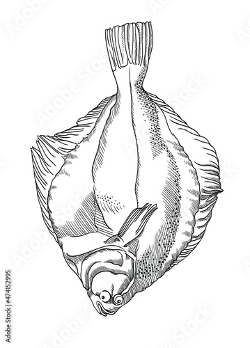 flounder fish. Vector graphics, drawings by hand.