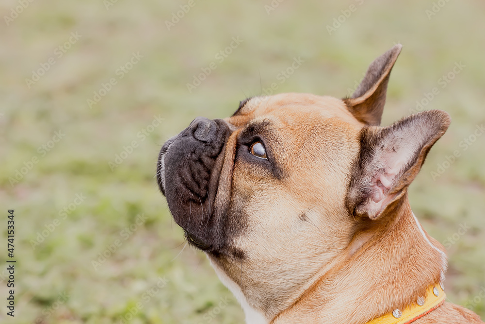 Portrait of a Beautiful Dog French Bulldog breed.