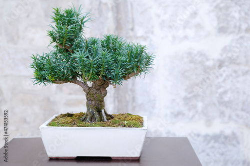 Taxus baccata bonsai tree against a stone wall photo