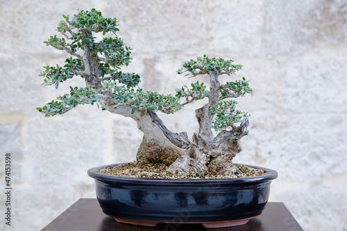 Ullastre bonsai tree against a stone wall photo