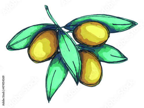 Vector illustration of olive branch. Colorful hand drawn eco food clip art isolated on white background. For print, web, design, decor.