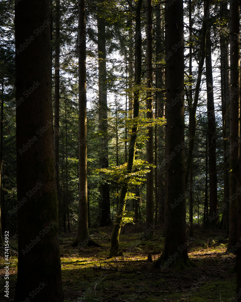 Obraz premium The Forest