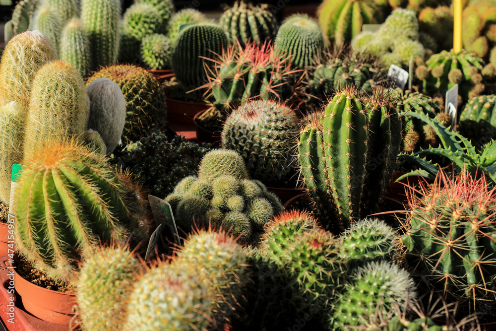 Pots of different kind of cactus for sale Pots of different kind of cactus for sale