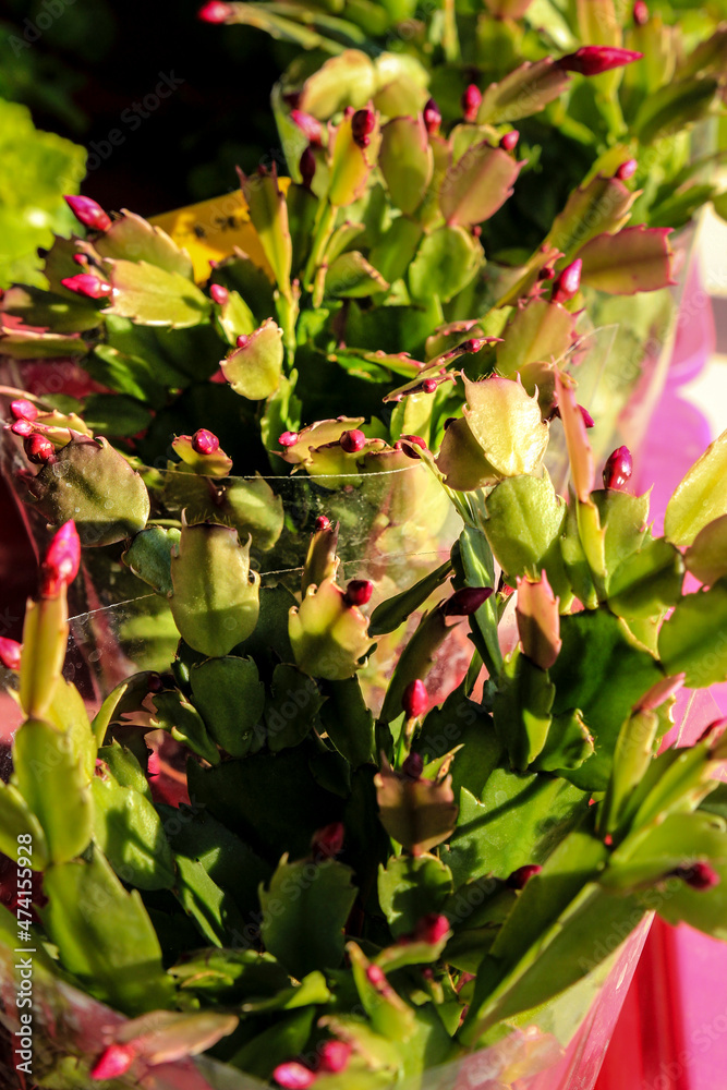 Potted Schlumbergera plant in the garden Potted Schlumbergera plant in the garden