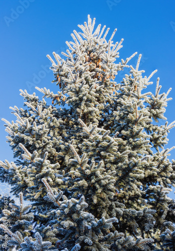 The spruce is covered with frost on a sunny day