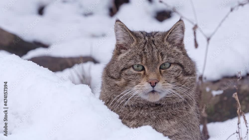 European Wild Cat (Felis silvestris) in winter European Wild Cat (Felis silvestris) in winter