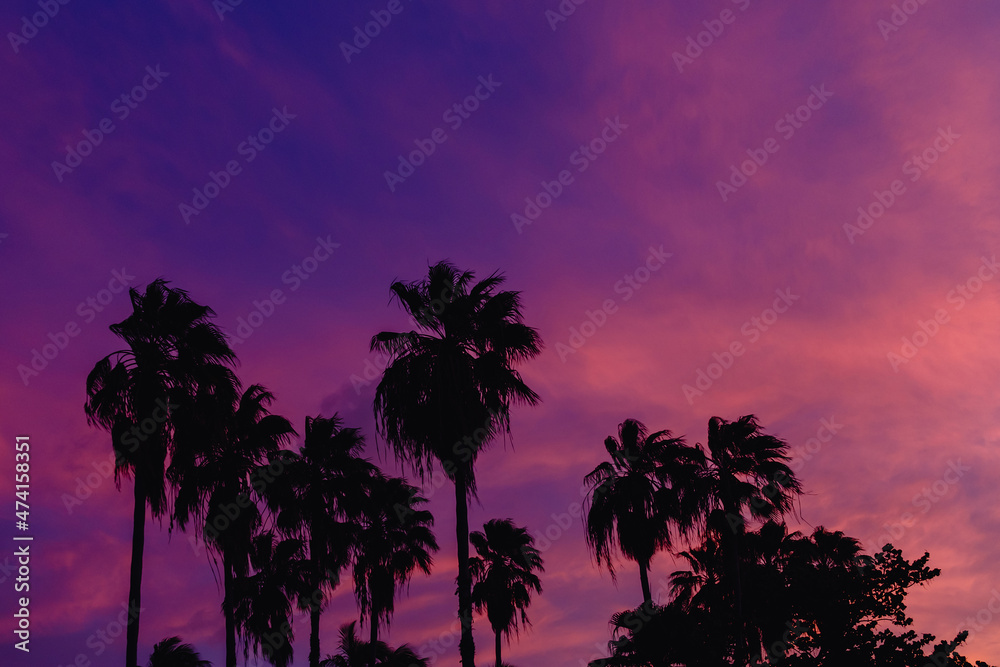coconut palm tree with sky at sunset