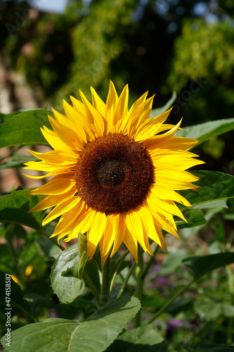 Sonnenblume  Blume  Bl  te  Deutschland  Europa