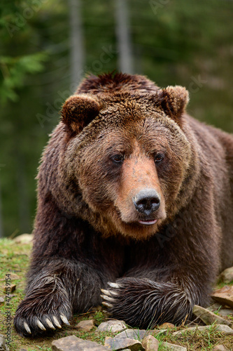 Big brown bear inhabitant of the Carpathians, resting bear, big paws and claws.