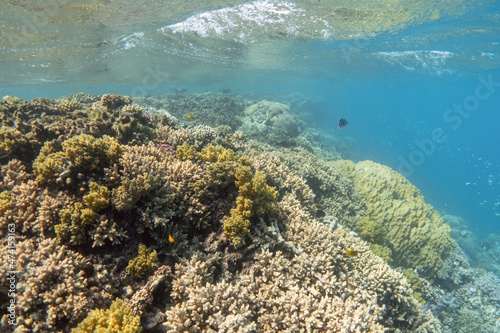 Amazing coral reef. Underwater landscape