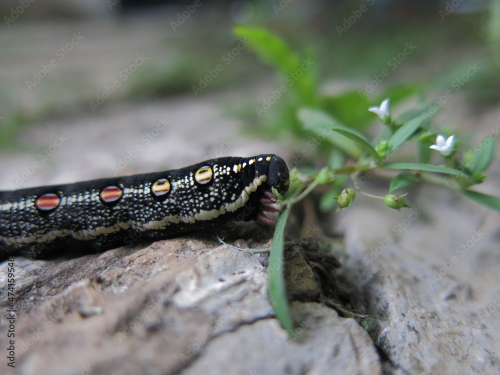 Moth larva climbing on top of a fallen leaf Moth larva climbing on top of a fallen leaf