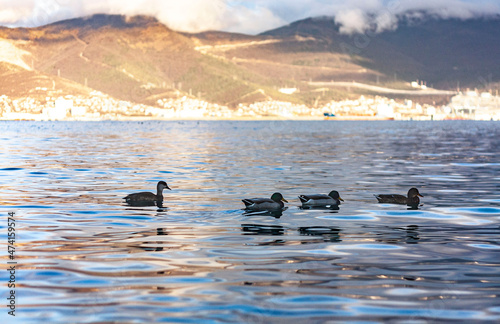 Ducks in the lake