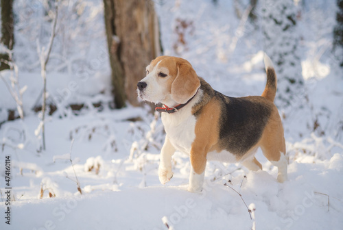 Fototapeta Naklejka Na Ścianę i Meble -  portrait of a beagle dog for a walk in a snowy winter park